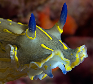 Portrait of a Hypselodoris picta
 by Henry Jager 